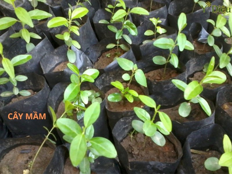Cây thìa canh được ươm mầm trong bầu đất